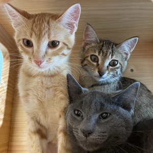 Fundraising Page: Charlotte Nolan